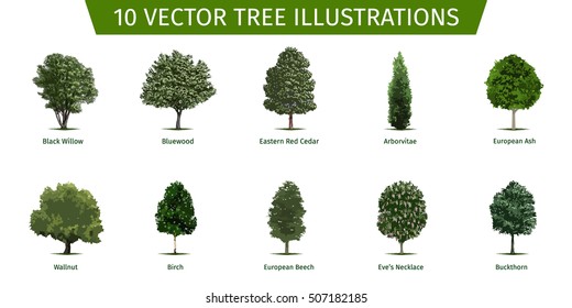 Different tree sorts with names. Illustrations of tree types and specimens. Ash, fir, oak, walnut, chestnut, cherry, apple tree, maple, pine, larch, birch, spruce, aspen, cedar & other.