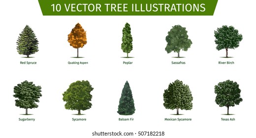 Different tree sorts with names. Illustrations of tree types and specimens. Ash, fir, oak, walnut, chestnut, cherry, apple tree, maple, pine, larch, birch, spruce, aspen, cedar & other.