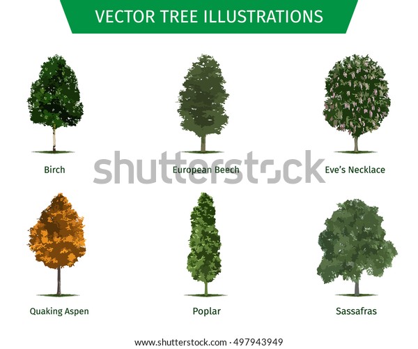 different-tree-sorts-names-illustrations-tree