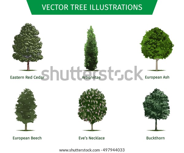 Different Tree Sorts Names Illustrations Tree Stock Vector (Royalty ...