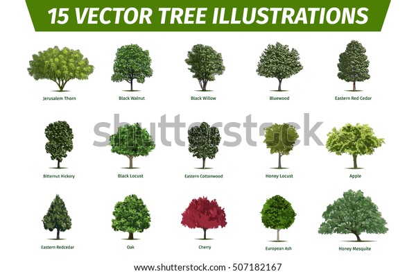 Different Tree Sorts Names Illustrations Tree Stock Vector (Royalty ...