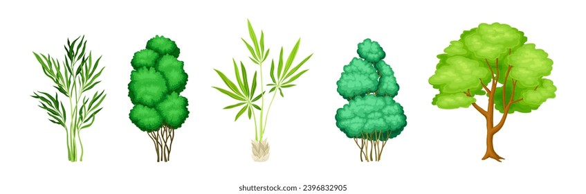 Different Tree with Trunk and Green Crown Vector Set