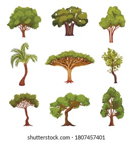 Different Trees as Perennial Plant with Trunk, Branches and Leaves Vector Set