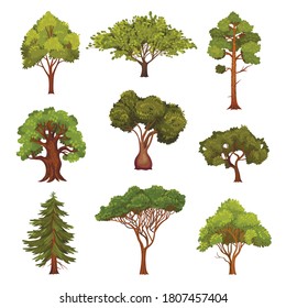 Different Trees as Perennial Plant with Trunk, Branches and Leaves Vector Set