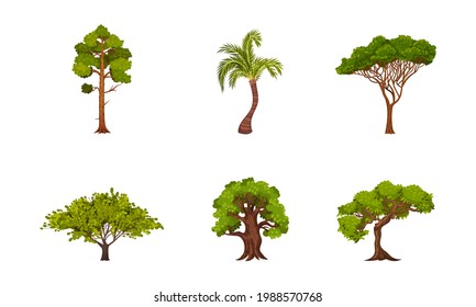 Different Trees as Perennial Plant with Trunk, Branches and Leaves Vector Set