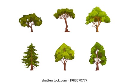 Different Trees as Perennial Plant with Trunk, Branches and Leaves Vector Set