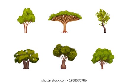 Different Trees as Perennial Plant with Trunk, Branches and Leaves Vector Set