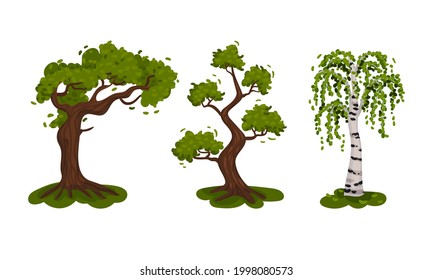 Different Trees as Perennial Plant with Trunk, Branches and Leaves Vector Set