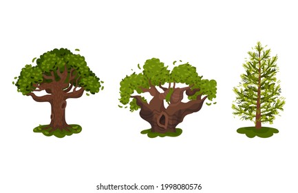 Different Trees as Perennial Plant with Trunk, Branches and Leaves Vector Set