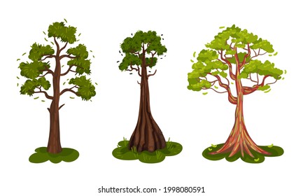 Different Trees as Perennial Plant with Trunk, Branches and Leaves Vector Set