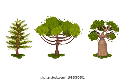 Different Trees as Perennial Plant with Trunk, Branches and Leaves Vector Set