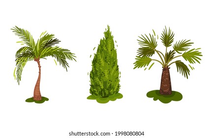 Different Trees as Perennial Plant with Trunk, Branches and Leaves Vector Set