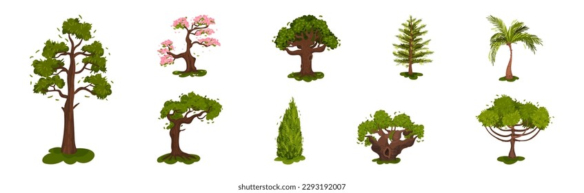 Different Trees as Perennial Plant with Trunk, Branches and Leaves Vector Set