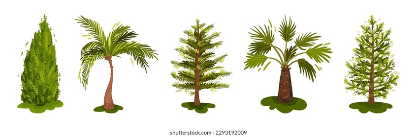 Different Trees as Perennial Plant with Trunk, Branches and Leaves Vector Set