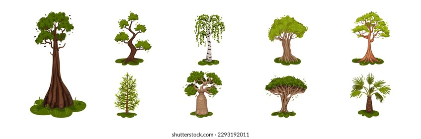 Different Trees as Perennial Plant with Trunk, Branches and Leaves Vector Set