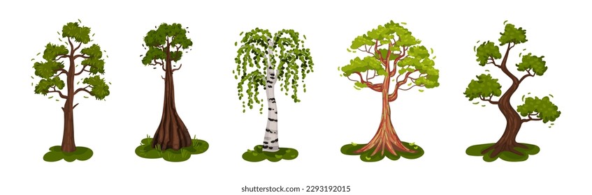 Different Trees as Perennial Plant with Trunk, Branches and Leaves Vector Set