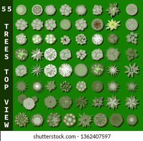 Different trees top view. View from above set for architectural and landscape natural green space design. Vector 