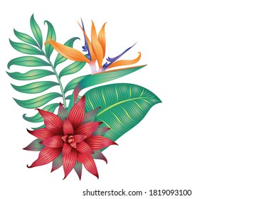 Different tropical leaves, strelitzia flower and a bromelia flower isolated on white.