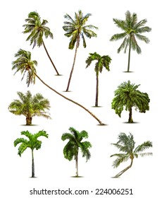 Different tropical palm trees. Vector