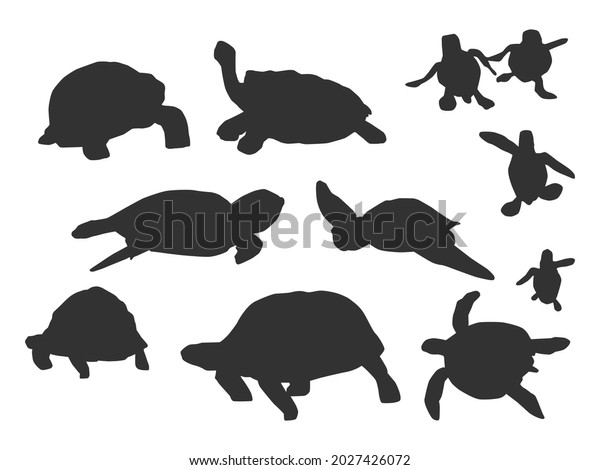 Different Turtle Shadow On White Background Stock Vector (royalty Free 