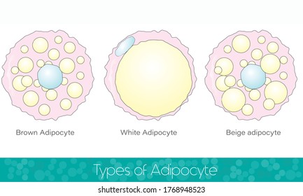 different type adipocyte cells of human body white brown and beige adipocyte which are involved in fat storage and use also in diabetes and obesity disease vector illustration eps