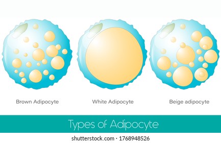 different type adipocyte cells of human body white brown and beige adipocyte which are involved in fat storage and use also in diabetes and obesity disease vector illustration eps