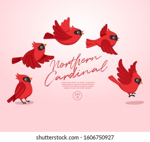 Different type of birds collection : Flying Northern Cardinal : Vector Illustration