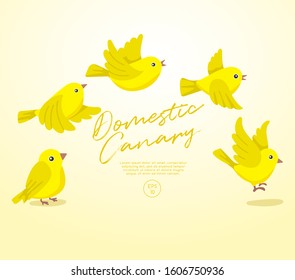 Different type of birds collection : Flying Domestic Canary : Vector Illustration