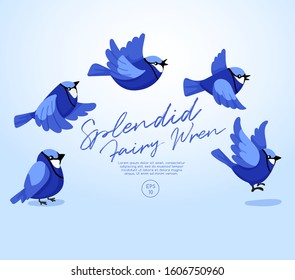 Different type of birds collection : Flying Splendid Fairy Wren : Vector Illustration