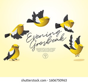 Different type of birds collection : Flying Evening Grosbeak : Vector Illustration