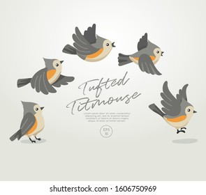 Different type of birds collection : Flying Tufted Titmouse : Vector Illustration