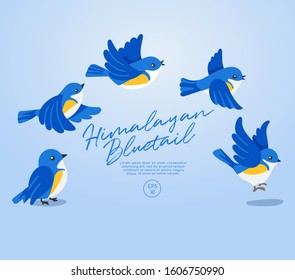 Different type of birds collection : Flying Himalayan Bluetail : Vector Illustration