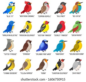 Different type of birds collection isolated on white background : Vector Illustration