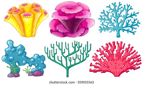 Different type of coral reef illustration