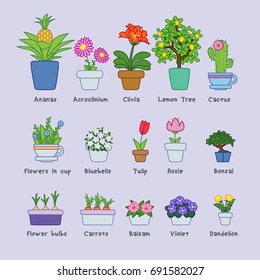 Different type of flowers in pots