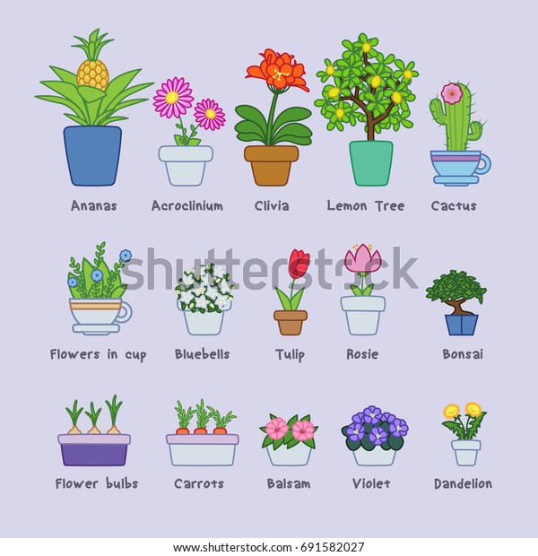 Different Type Flowers Pots Stock Vector (Royalty Free) 691582027 ...