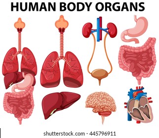 Different type of human body organs illustration