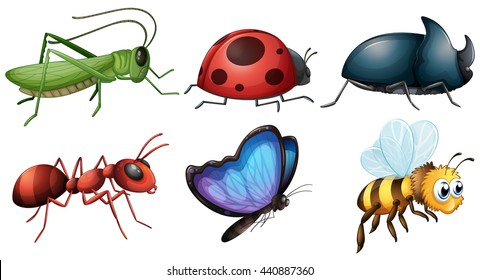 different type of insects illustration