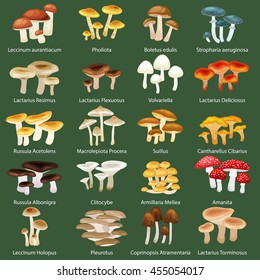 different type mushrooms for food set, isolated fresh boletus on feet with a cap and growing grass in nature vector illustration, poisonous fungi group toadstool icons, autumn forest plants collection