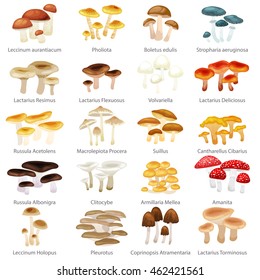 A Type Of Mushroom - All Mushroom Info