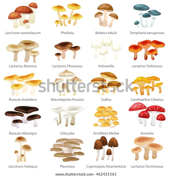Different Type Mushrooms Food Set Isolated Stock Vector (Royalty Free ...