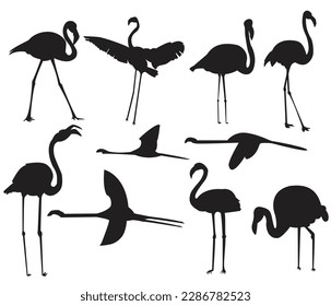 Different type on flamingo silhouettes vector set