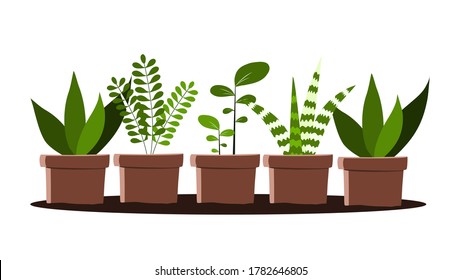 different type of plant in a pot