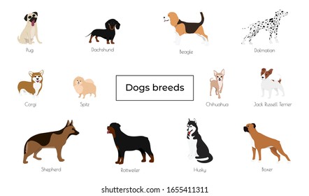 Different type of vector cartoon dogs. Vector illustration