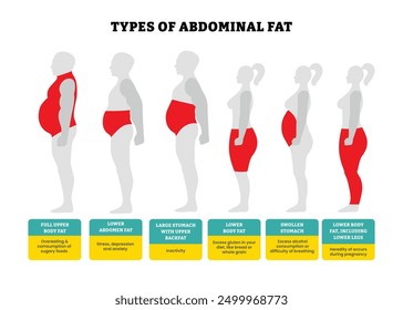 Different types of abdominal fat set collection, body fat healthcare poster design with detail description, labeled human belly, lower, stomach, legs. Unhealthy lifestyle, Weight loss diet concept.