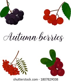 diferentes tipos de bayas otoñales, diferentes formas y colores. ilustración vectorial