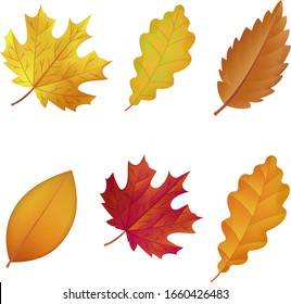 Different types of Autumn Leaves Set, Vector Illustration.