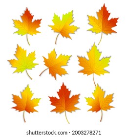 Different types of Autumn Leaves Set. Vector Illustration.
