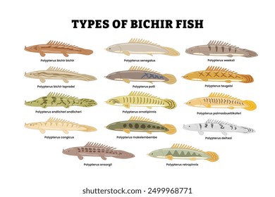 Different types of bichir fish set collection, freshwater aquarium fish breeds icon set, tropical underwater predator fish ocean, ancient animal dragon, education poster, isolated on white background.