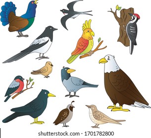 Different types of birds drawn by hand on a white background, colored